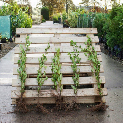 griselinia-littoralis-60-90cm-bare-root-100-pack-hedges-direct-diy