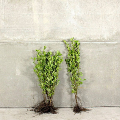 griselinia-littoralis-60-90cm-bare-root-100-pack-hedges-direct