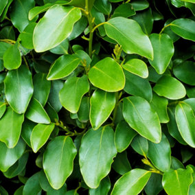 Griselinia Littoralis Garden Plant - Evergreen Foliage, Compact Size (10-30cm Height Including Pot)