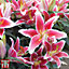Groundcover Lily 'Dazzler' - 3 Bulbs (Size 12/14)