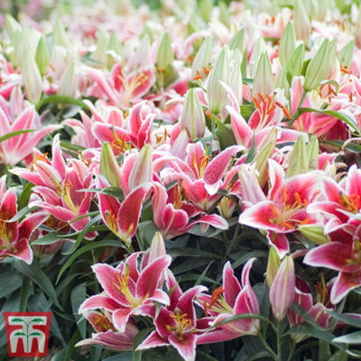 Lily  Van Zyverden Lily Bulbs | Costco