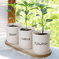 Grow, Thrive & Flourish Ceramic Indoor Outdoor Summer Garden Planter Pots