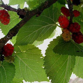 Grow You Own Fruit Mulberry (Morus) Charlton House 4.5L Potted Plant x 1