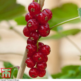 Grow You Own Fruit Organic Redcurrant Rovada 1.7 Litre Potted Plant x 1