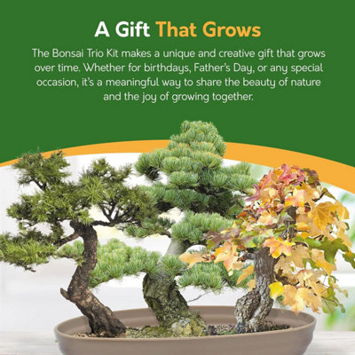 Grow Your Own Bonsai Kit - Traditional Trio: Pine, Sweetgum & Larch with  Slate & Propagator