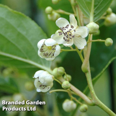 Grow Your Own Fruit Actinidia Kiwi Prince Jumbo 9cm Pot x 1