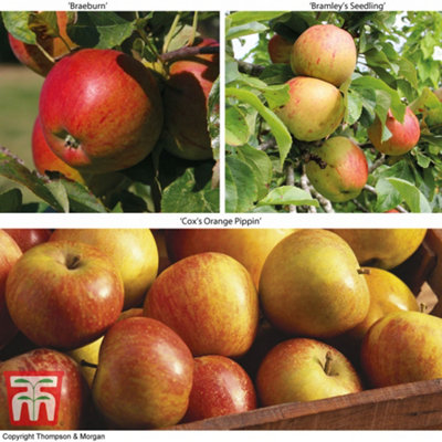Grow Your Own Fruit Bare Rootitain's Favourite Apple Tree Collection 3 ...