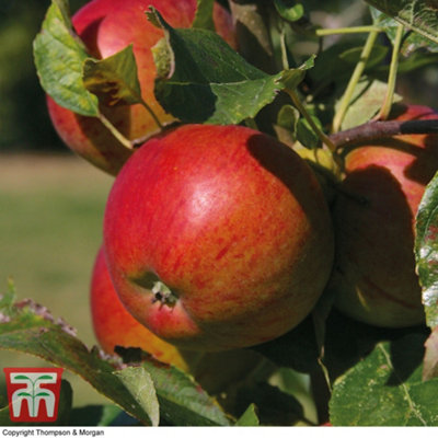 Grow Your Own Fruit Bare Rootitain's Favourite Apple Tree Collection 3 ...
