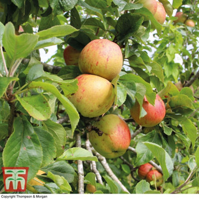 Grow Your Own Fruit Bare Rootitain's Favourite Apple Tree Collection 3 ...