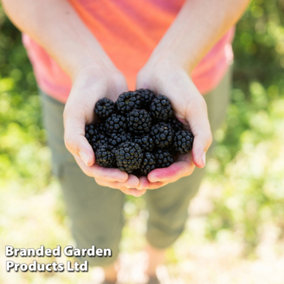 Grow Your Own Fruit  Blackberry Apache 9cm Pot x 2