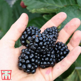 Grow Your Own Fruit  Blackberry (Rubus) Coolaris Late 9cm Pot x 1
