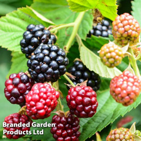 Grow Your Own Fruit  Blackberry (Rubus) Little Black Prince 13cm Pot x 1