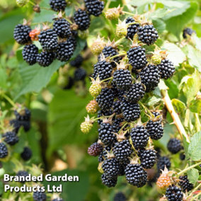 Grow Your Own Fruit  Blackberry (Rubus) Reuben 2 Litre Pot x 1
