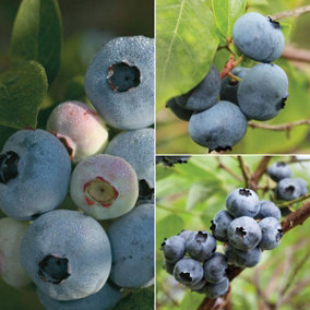 Grow Your Own Fruit  Blueberry Full Season Collection Premium Collection 3 x 1.5L