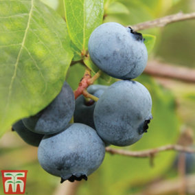 Grow Your Own Fruit  Blueberry (Vaccinium) Bare Rootigitta 1.5L Pot x 1
