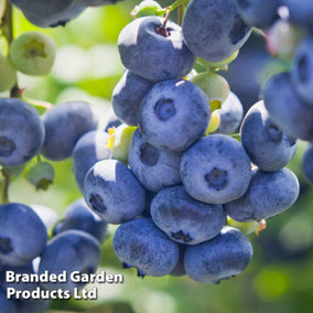Grow Your Own Fruit  Blueberry (Vaccinium) Draper 1.5 Litre Pot x 1
