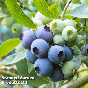 Grow Your Own Fruit  Blueberry (Vaccinium) Patriot 9cm Pot x 1