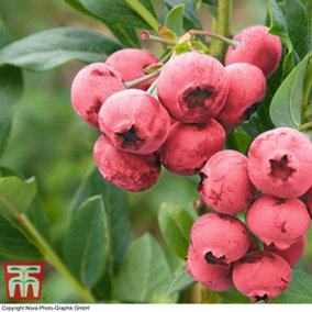 Grow Your Own Fruit  Blueberry (Vaccinium) Pink Lemonade 2 Litre Pot x 2