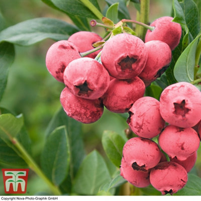 Bosbes 'Pink Lemonade' - Tuincentrum
