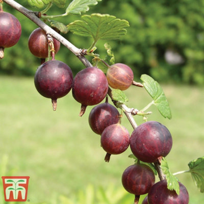 Grow Your Own Fruit Gooseberry (Ribes uva-crispa) CaptIvator 3 Litre ...