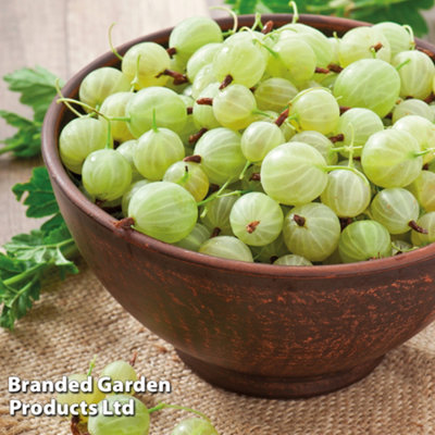Grow Your Own Fruit Gooseberry (Ribes uva-crispa) Invicta 2 Litre Pot x 1
