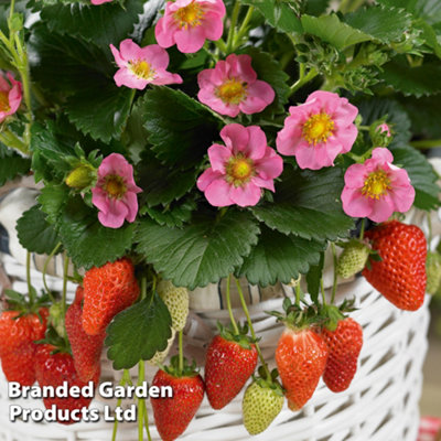 Grow Your Own Fruit Grow Your Own Strawberry Bundle x 1 (includes grow ...