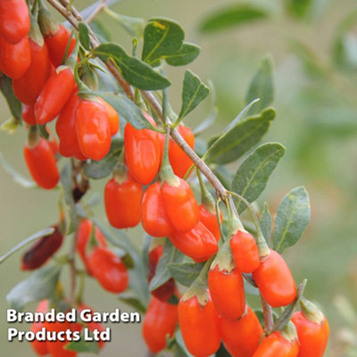 Grow Your Own Fruit Lycium barbarum (Goji Berry) No.1 Lifeberry 9cm Pot x 1