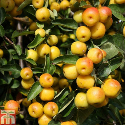 Crab Apple Tree 'Malus Butterball' 11.5Ltr Pot main image 0