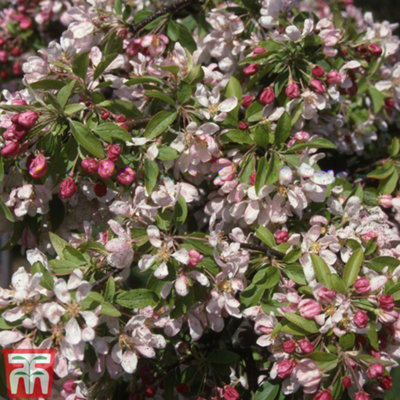 Grow Your Own Fruit Malus (Crab Apple) Sun Rival (MM106) 1 Bare Root