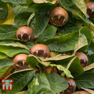 Grow Your Own Fruit Medlar (Mespilus) Nottingham (Quince A) 1 Bare Root ...