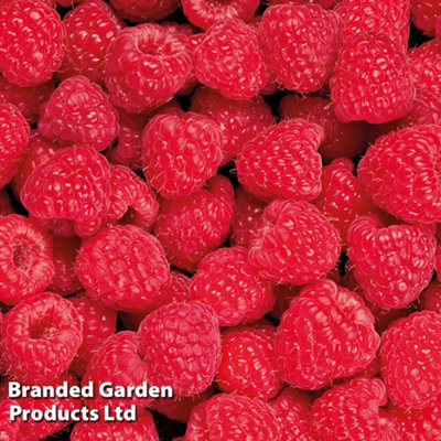 Grow Your Own Fruit Raspberry Glen Ample (4 Canes) 3 Litre Pot x 1