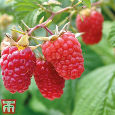 Grow Your Own Fruit Raspberry Glen Prosen (4 Canes) 3 Litre Pot x 2