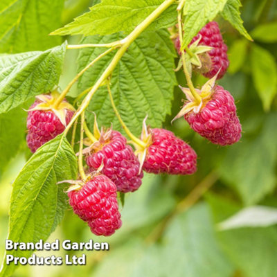 Grow Your Own Fruit Raspberry Imara 3 Canes