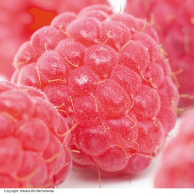 Grow Your Own Fruit Raspberry Imara 3 Canes