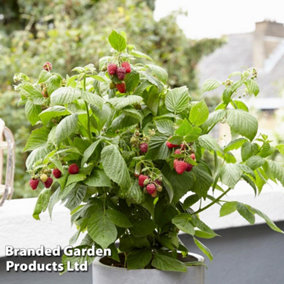 Grow Your Own Fruit  Raspberry Little Red Princess 13cm Pot x 1