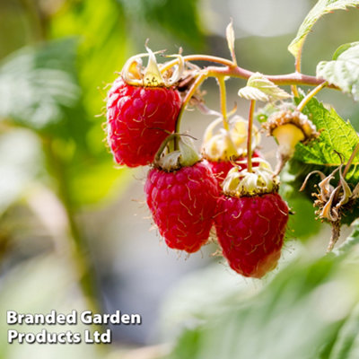 Grow Your Own Fruit Raspberry Malling Promise 10 Bare Root Canes
