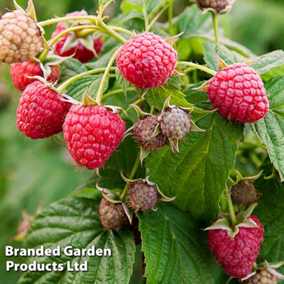 Grow Your Own Fruit Raspberry Sugana 12 Bare Root Canes