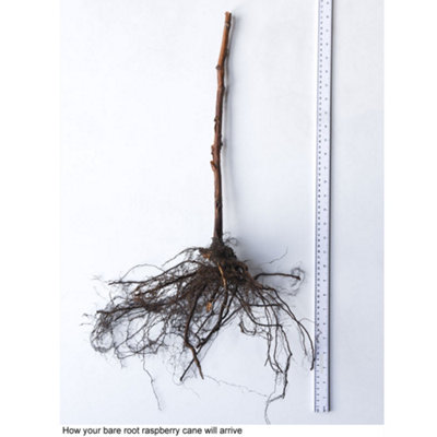 Grow Your Own Fruit Raspberry Sugana 3 Bare Root Canes