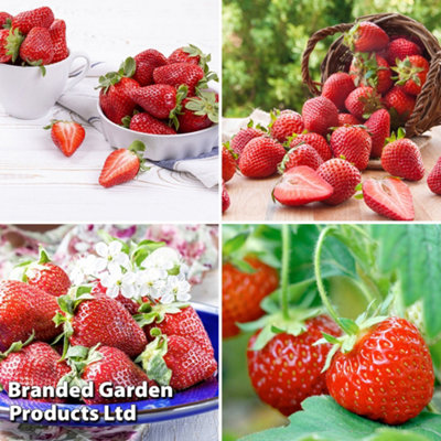 Grow Your Own Fruit Strawberry Collection 48 Bare Roots