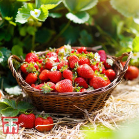 Grow Your Own Fruit  Strawberry (Fragaria) Honeoye 9cm Taupe Pot x 3