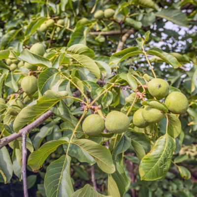 Grow Your Own Fruit Walnut (Juglans) Lara 1 Bare Root Tree