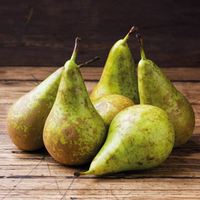 Grow Your Own - Pear Conference 1 Bare Root Tree - (Height 1.2m)