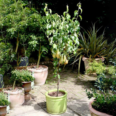 Grow Your Own - Pear Conference 1 Bare Root Tree - (Height 1.2m)