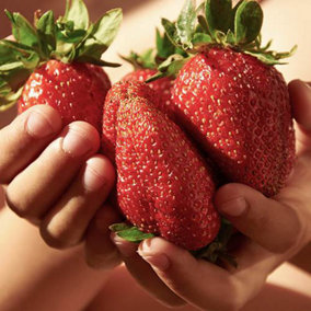 Grow your Own Strawberries 'Sweet Colossus' Plugs 6 Pack of Giant Strawberry Plugs Easy to Grow King Sized Fruit