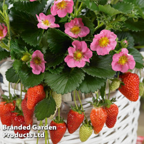 Grow Your Own Strawberry Bundle (Contains 6 x Strawberry Plants+ Fertiliser Incredicrop 100g x 2 + 2 x Growbag