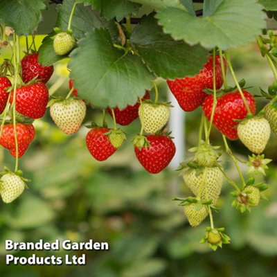 Grow Your Own - Strawberry Elsanta - Peat Free 9cm Potted Plant x 12