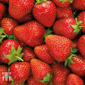 Grow Your Own - Strawberry Elsanta - Peat Free 9cm Potted Plant x 12