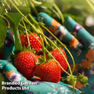 Fraisier Elsanta 9 Cm - Lot De 10 Plants Productifs