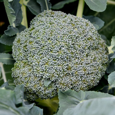GROW YOUR OWN VEGETABLES - BROCCOLI (CALABRESE) CONTINUITY COLLECTION ...