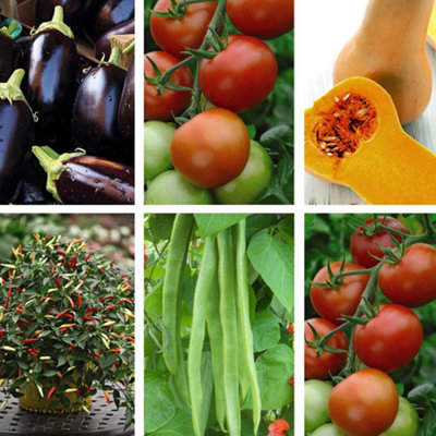 Grow Your Own Vegetables - Nurserymans Choice Potted Vegetable 9cm Pot x 1